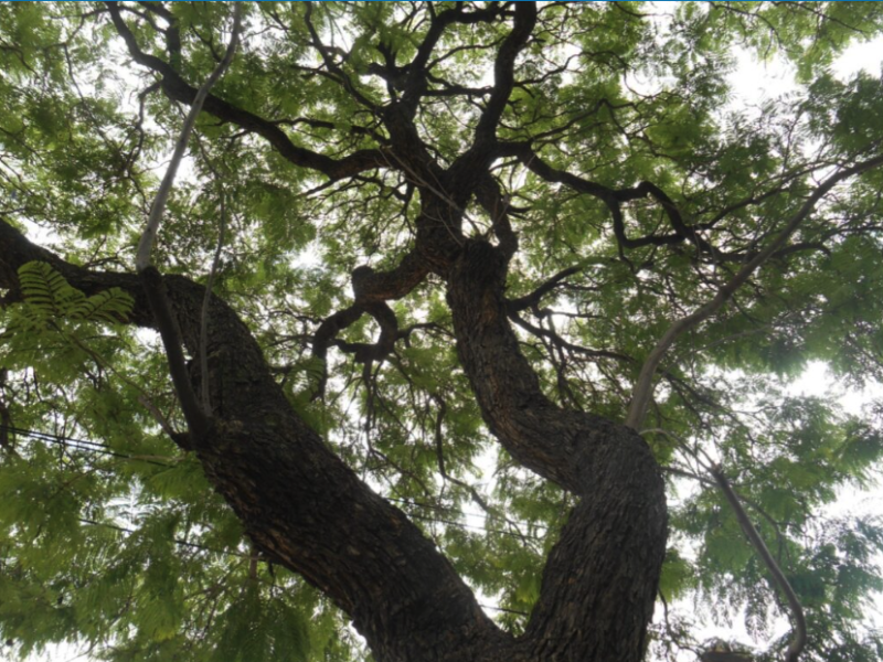 La Diferencia entre Ecología, Ambientalismo y Ecologismo